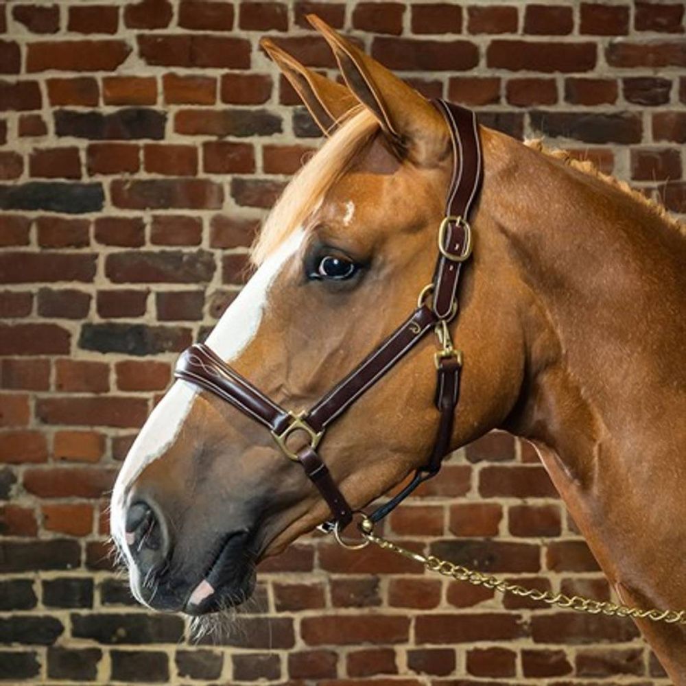 Dy’on D Colleaction Head Collar 2in1