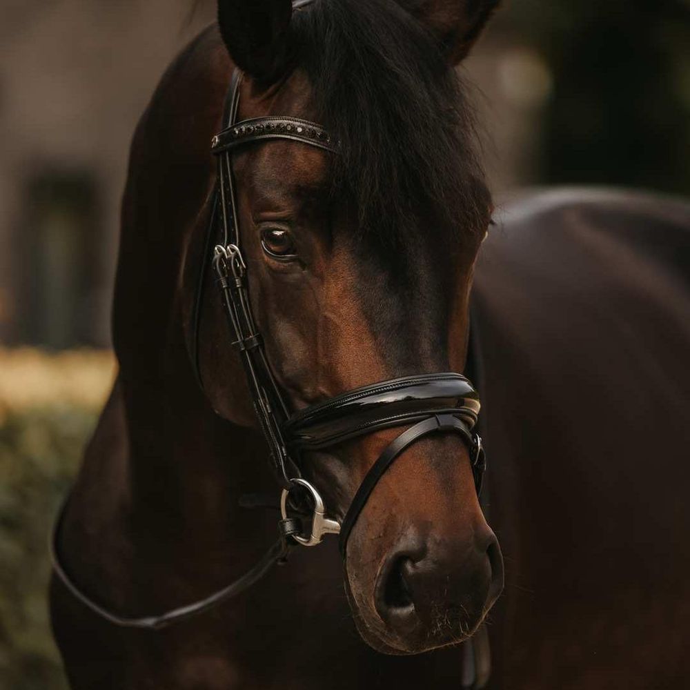 Dy'on Working Collection Patent Large Crank Noseband Bridle w/ Flash 